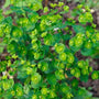Bright green Euphorbia Amygdaloides