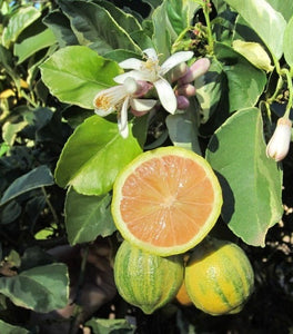 Eureka Variegated Pink Lemon Tree