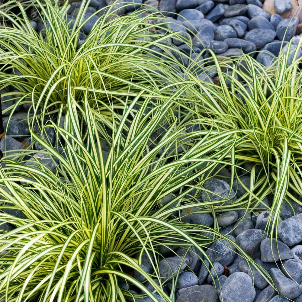 Evergold Carex for Sale | Variegated Japanese Sedge