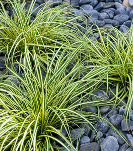Evergold Carex