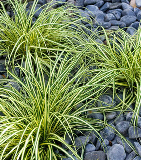 Evergold Carex