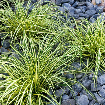 Evergold Carex