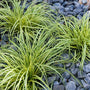 Evergold Sedge planted as variegated edging along a shaded garden walkway