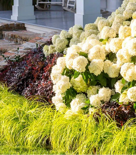 Everillo Carex