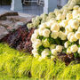 Chartreuse Everillo Carex planted with hydrangeas and Loropetalum in a foundation planting