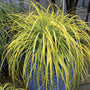 Japanese Sedge Everillo growing in a container on a shaded patio