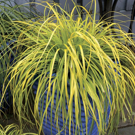 Japanese Sedge Everillo growing in a container on a shaded patio