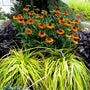 Everillo Carex with bright chartreuse-gold arching foliage lighting up a shaded garden border