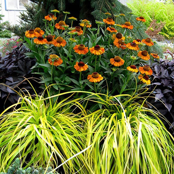 Everillo Carex with bright chartreuse-gold arching foliage lighting up a shaded garden border