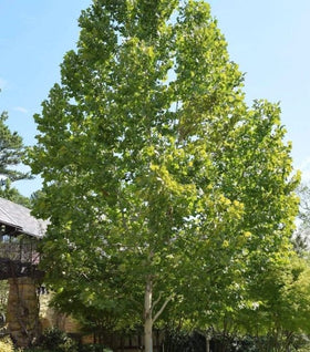 Exclamation Sycamore Tree