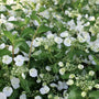 Close-up of Fairytrail Bride® Hydrangea white deckle-edged florets and lacecap blooms