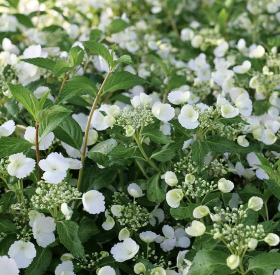 Close-up of Fairytrail Bride® Hydrangea white deckle-edged florets and lacecap blooms