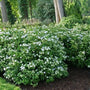 Fairytrail Bride Cascade Hydrangea blooming with white lacecap flowers along trailing stems