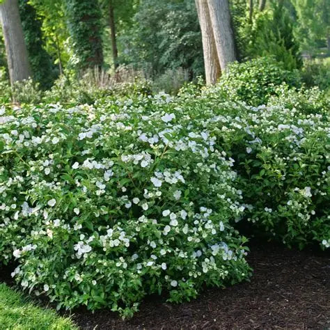 Fairytrail Bride Cascade Hydrangea blooming with white lacecap flowers along trailing stems