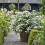 Fairytrail Bride® Hydrangea with cascading stems covered in white lacecap flowers in a patio container