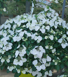 Fairytrail Bride® Hydrangea