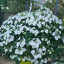 White cascade hydrangea spilling over a retaining wall in a part shade garden