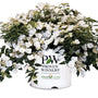 White flowering plant in a Proven Winners pot on a white background