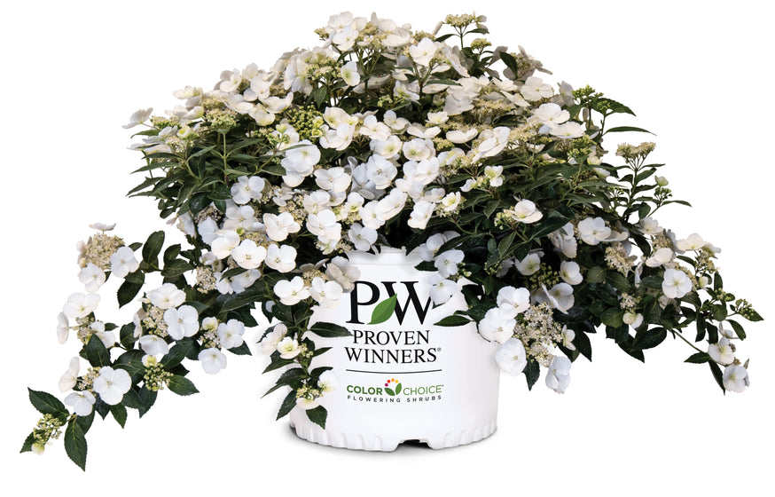 White flowering plant in a Proven Winners pot on a white background