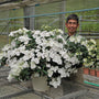 A smiling man standing in a greenhouse behind a large potted plant of white flowers with green foliage, with other potted plants and greenhouse structures in the background.