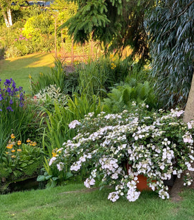 Fairytrail Bride® Hydrangea