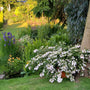 A lush garden bed with a large bush of light pink flowers in the foreground, surrounded by green grass, ferns, purple irises, and a tree trunk under warm sunlight.