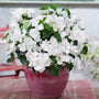 A potted plant of white hydrangeas with green foliage, in a textured pinkish-red ceramic pot, placed on a rustic red wooden table with a blurred background of green shutters.