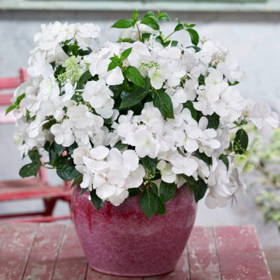 A potted plant of white hydrangeas with green foliage, in a textured pinkish-red ceramic pot, placed on a rustic red wooden table with a blurred background of green shutters.