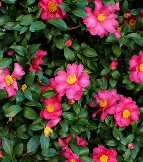 Shishi Gashira Camellia