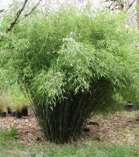 Clumping Bamboo