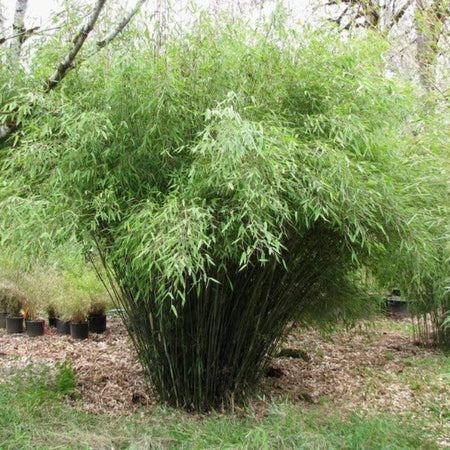 Clumping Bamboo (Fargesia rufa)