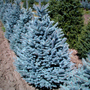 Row of Fat Albert Colorado Blue Spruce Trees showing pyramidal shape and blue needles
