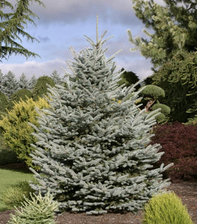 Fat Albert Colorado Blue Spruce