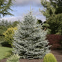 Buy Fat Albert Colorado Blue Spruce Online | Garden Goods Direct