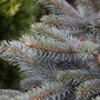 close up view of the cool blue tones on the needles of the fat albert colorado blue spruce tree