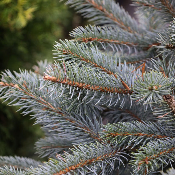 close up view of the cool blue tones on the needles of the fat albert colorado blue spruce tree