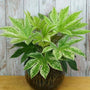 Fatsia Spiders Web growing as an indoor house plant