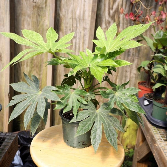 fatsia Spiders web produces interesting white flowers in winter