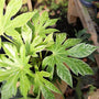 green and white leaves on aralia spider web indoor plant
