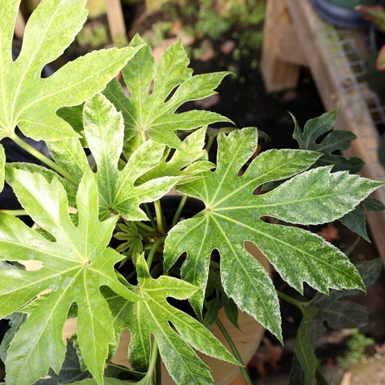 green and white leaves on aralia spider web indoor plant