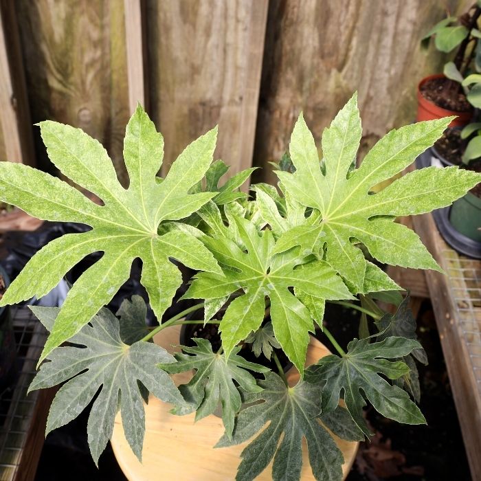Buy Fatsia Spider Web Plants Online