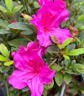 Autumn Royalty® Encore® Azalea