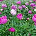 a plethora of peony felix crousse pink blooms in a garden