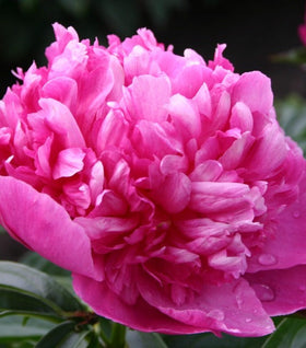 Felix Crousse Peony
