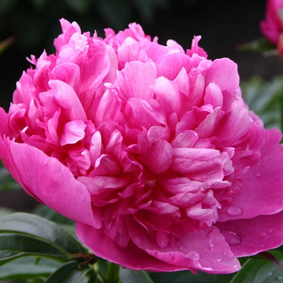 closeup of dark pink peony felix crousse bloom
