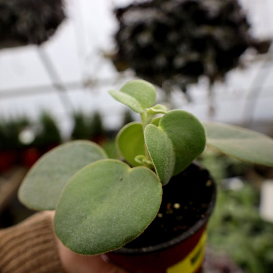 unique soft to touch peperomia