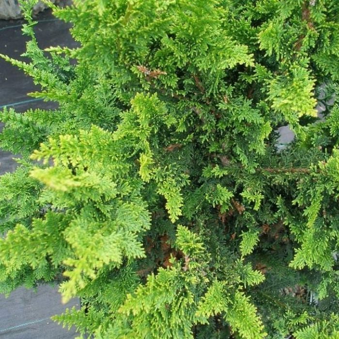 Fernspray Hinoki Cypress for Sale | Garden Goods Direct