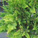 Fernspray Hinoki Cypress Shrubs