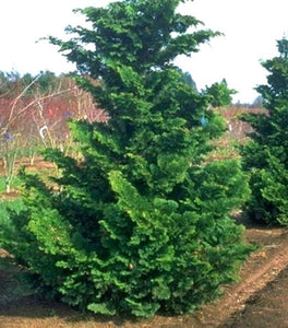 Fernspray Hinoki Cypress