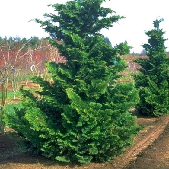 Fernspray Hinoki Cypress for Sale | Garden Goods Direct